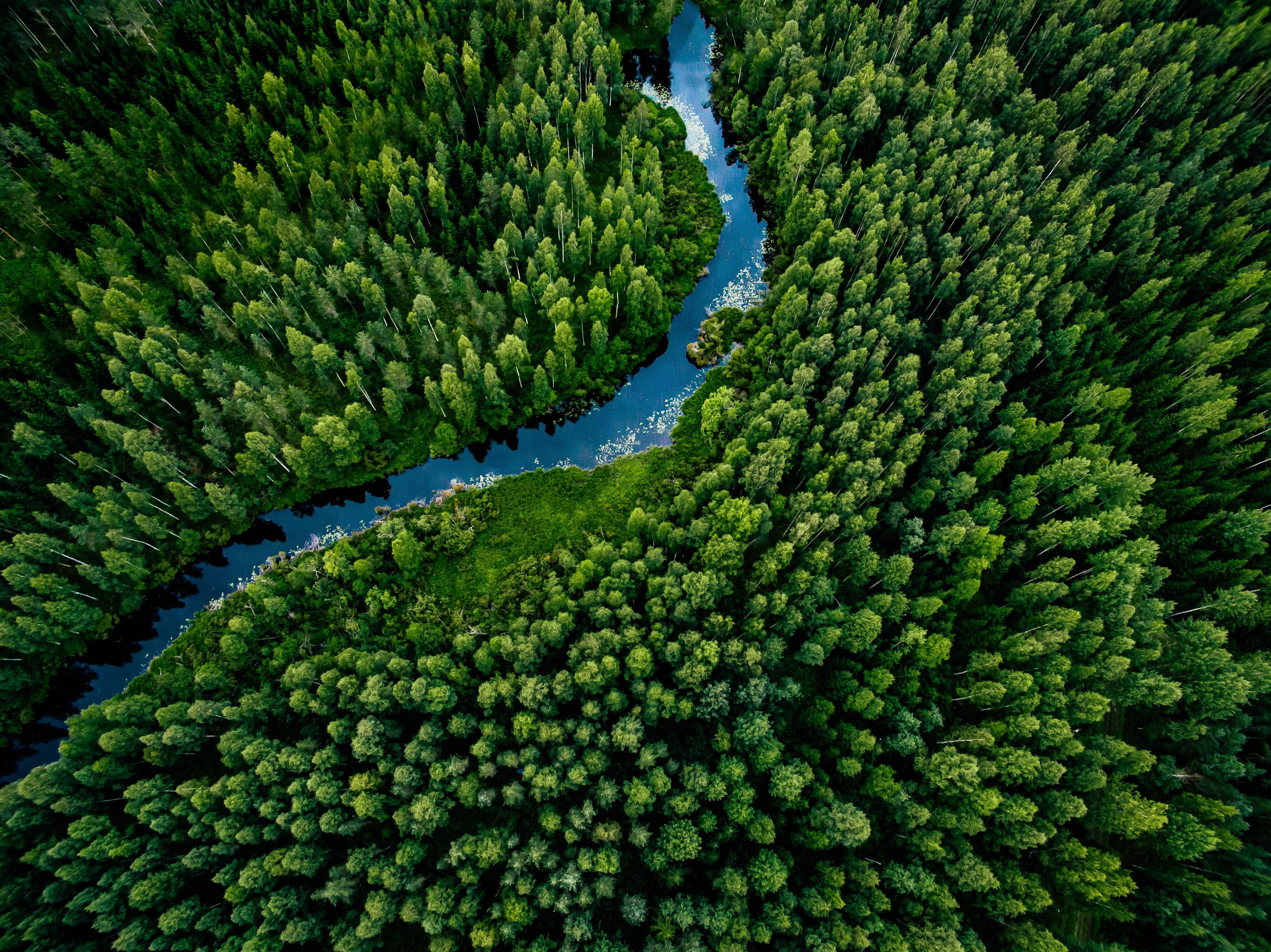 trees with a river running through