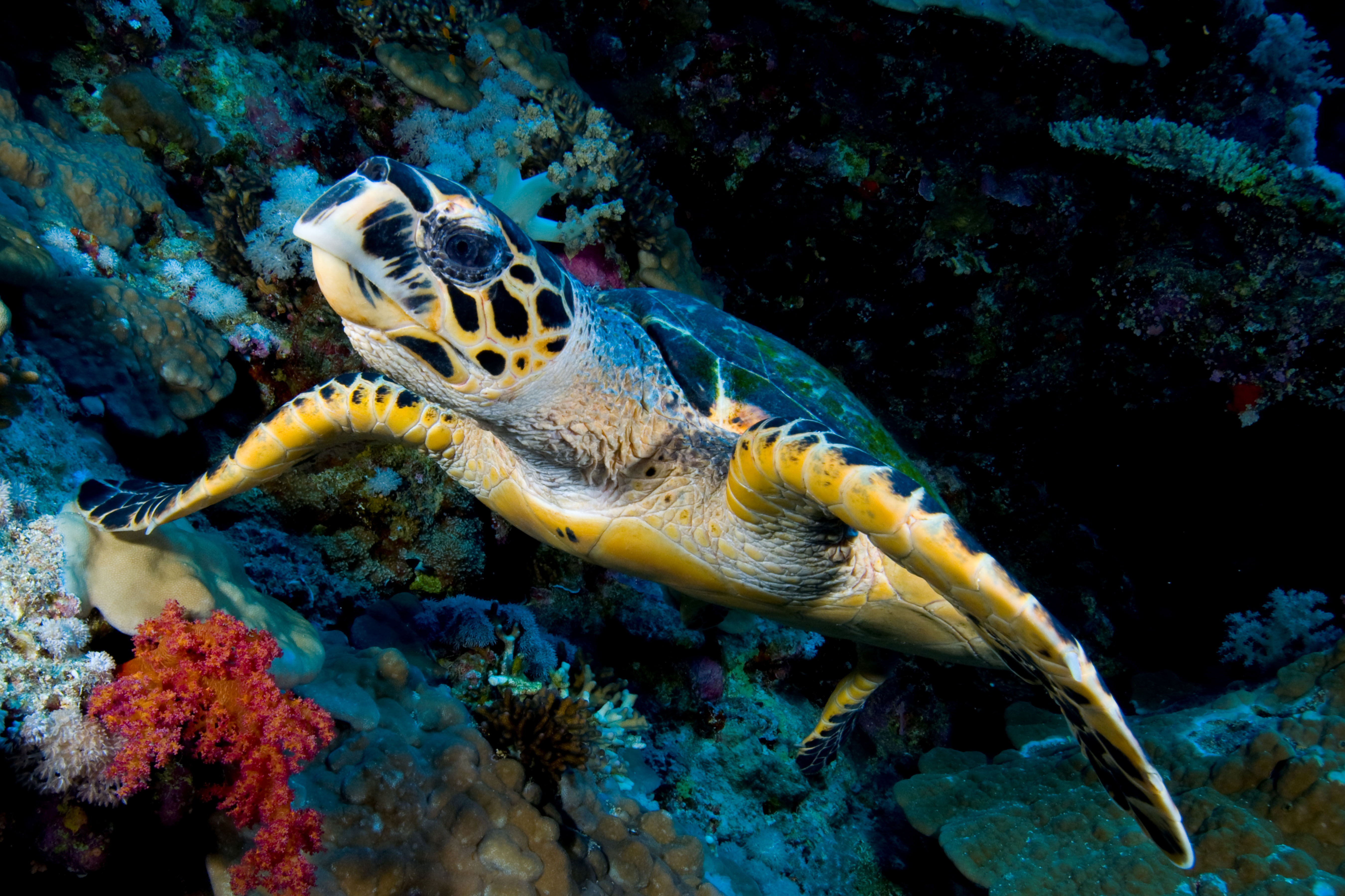 Sea turtle