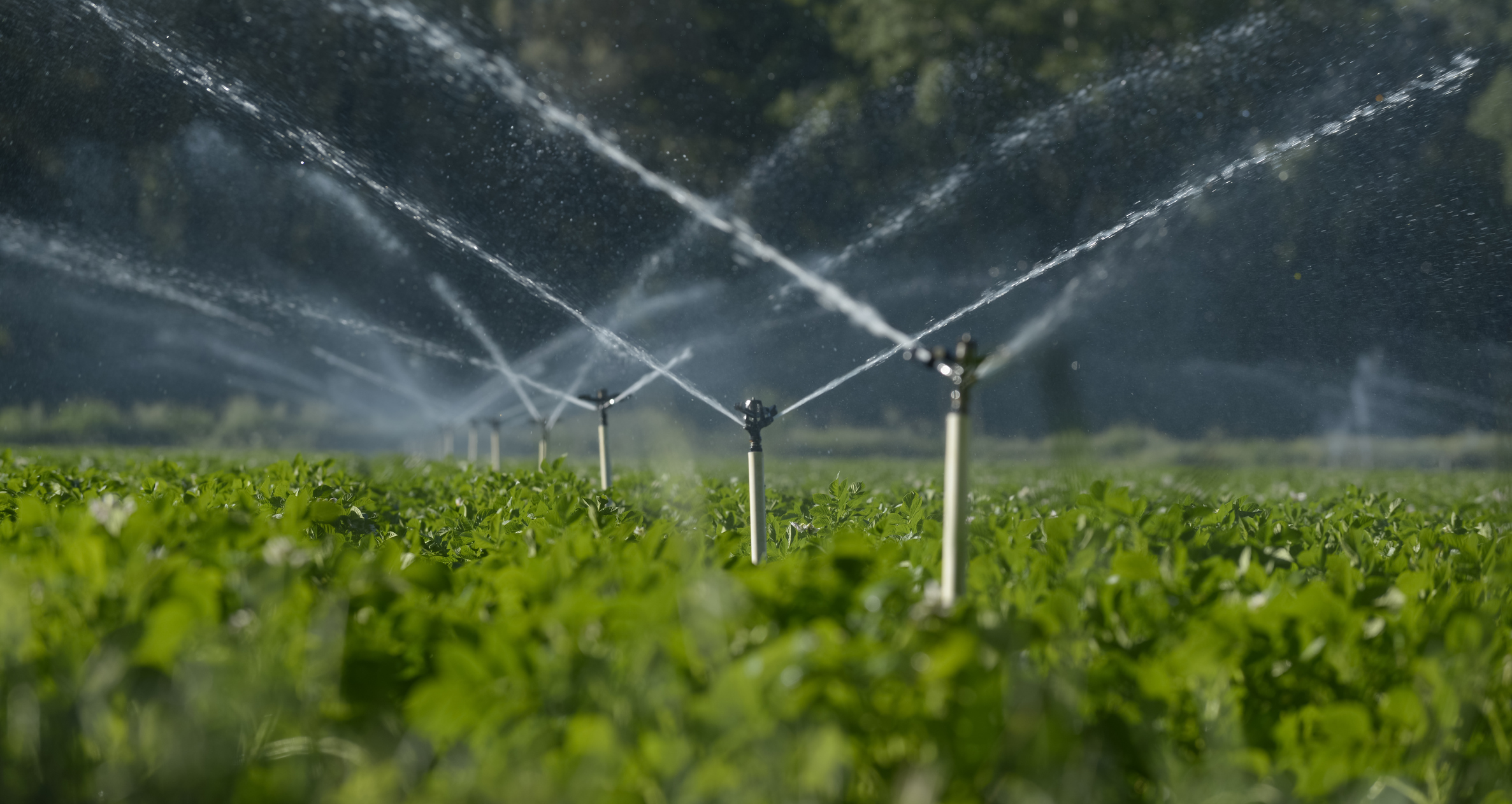 Sprinklers spraying plants