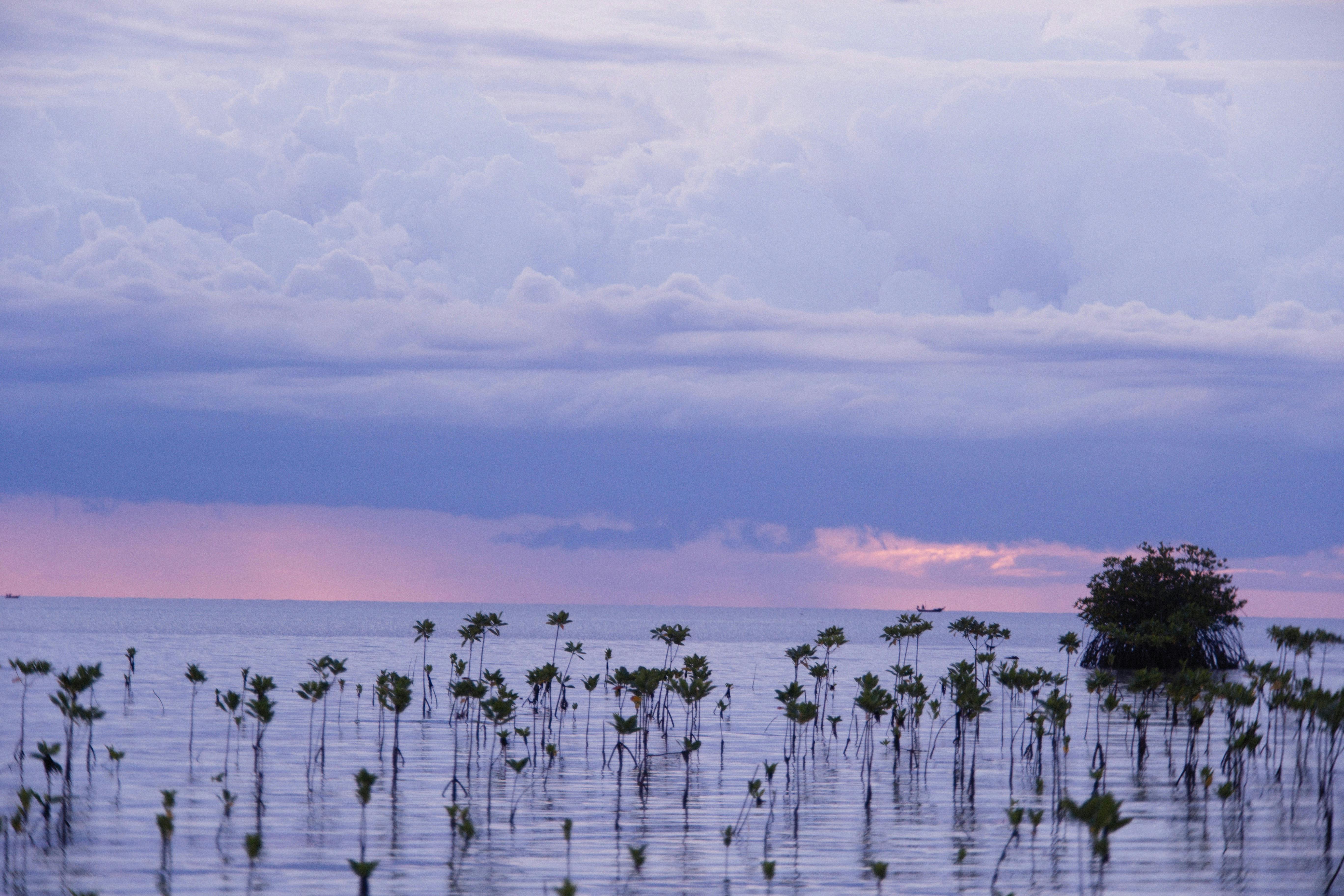 Mangroves in the water with a beautiful, cloudy sky