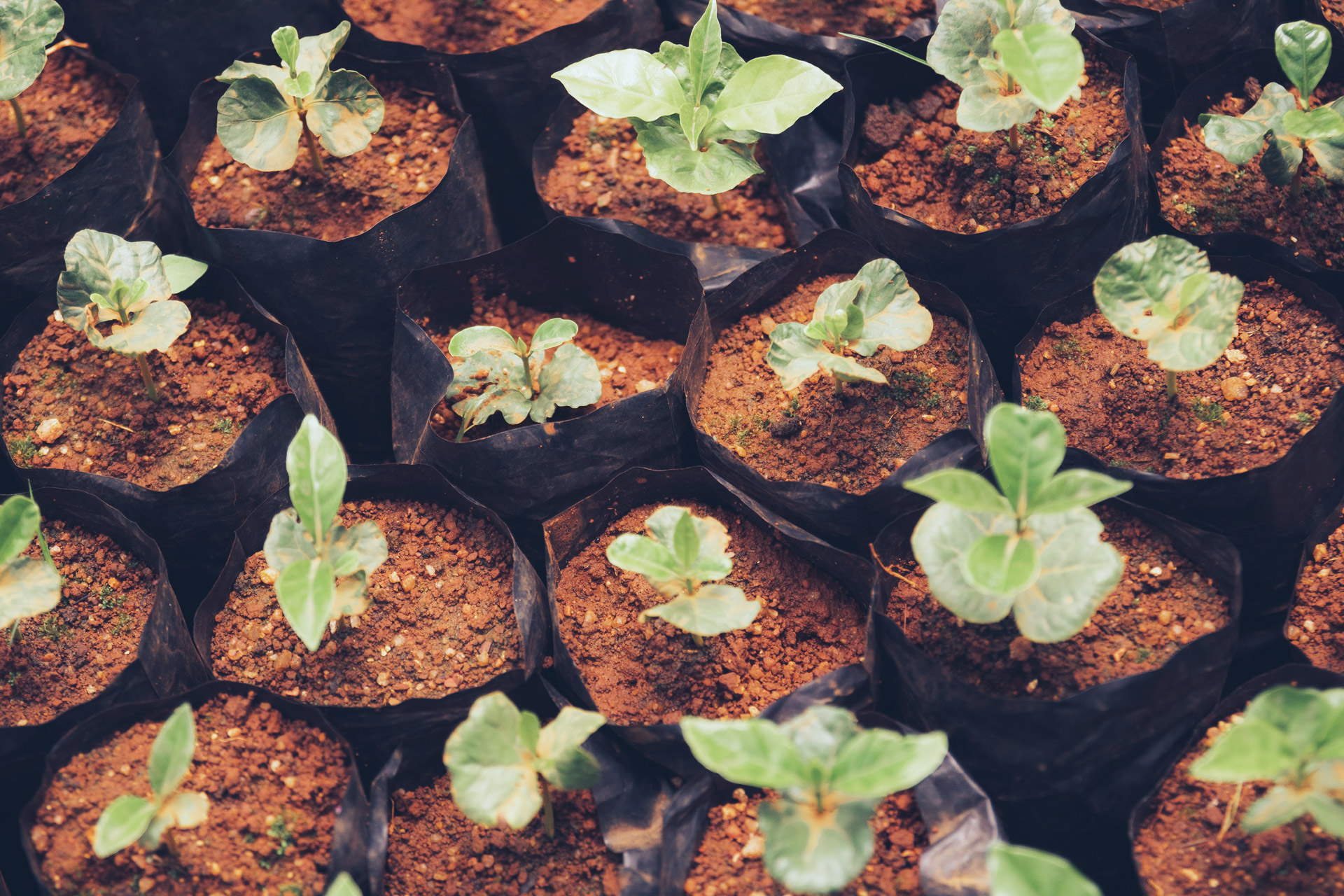 Sprouts