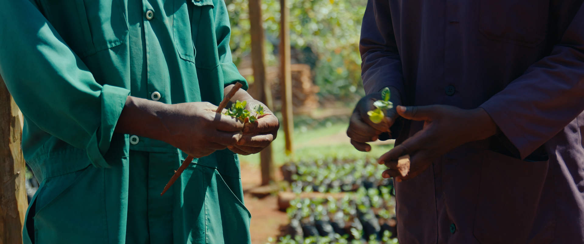 Two men holding plant sprouts
