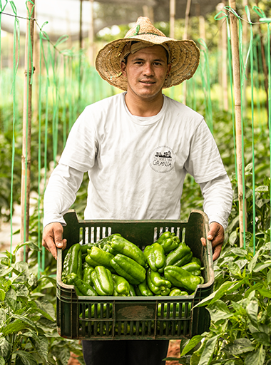 Man hanging a box with peppers