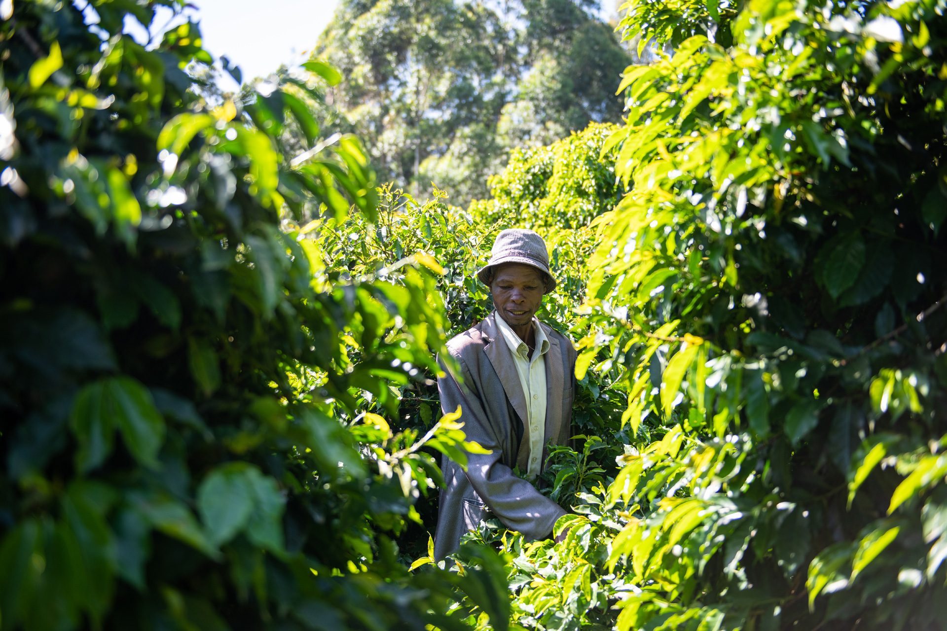 Man walking through a plantation