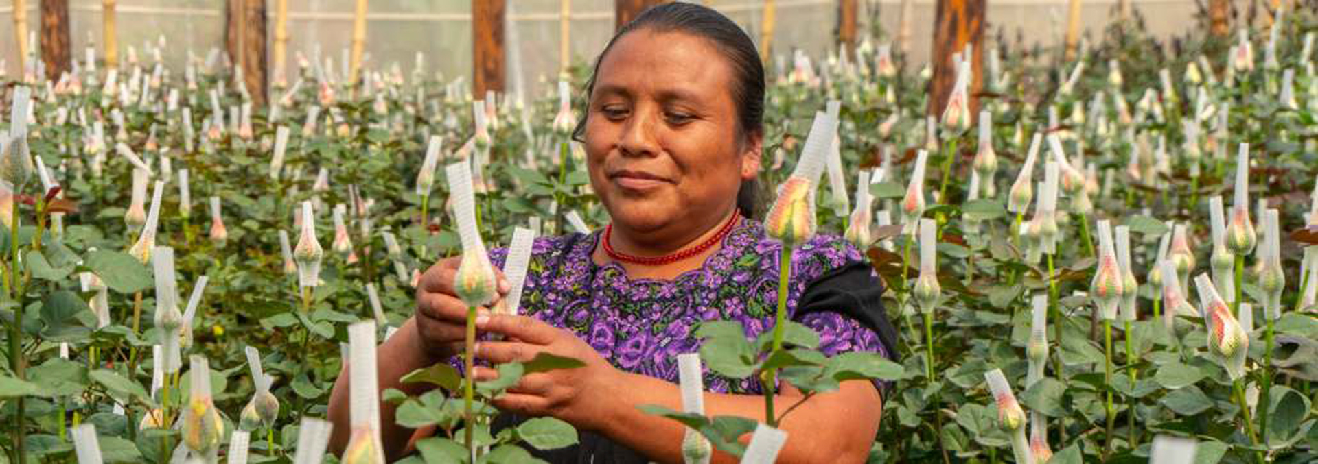 Woman in field of plants