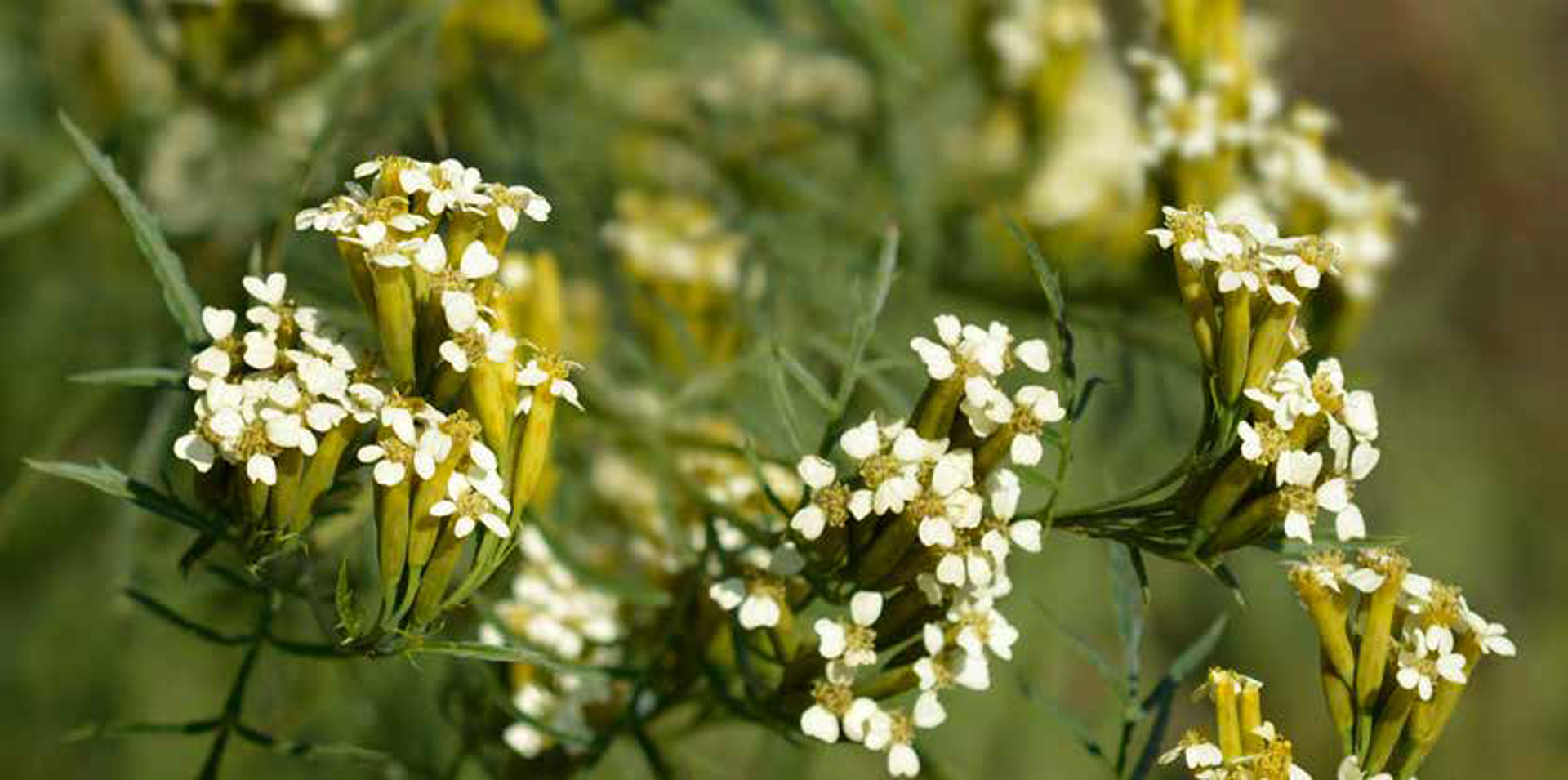 Wild flowers