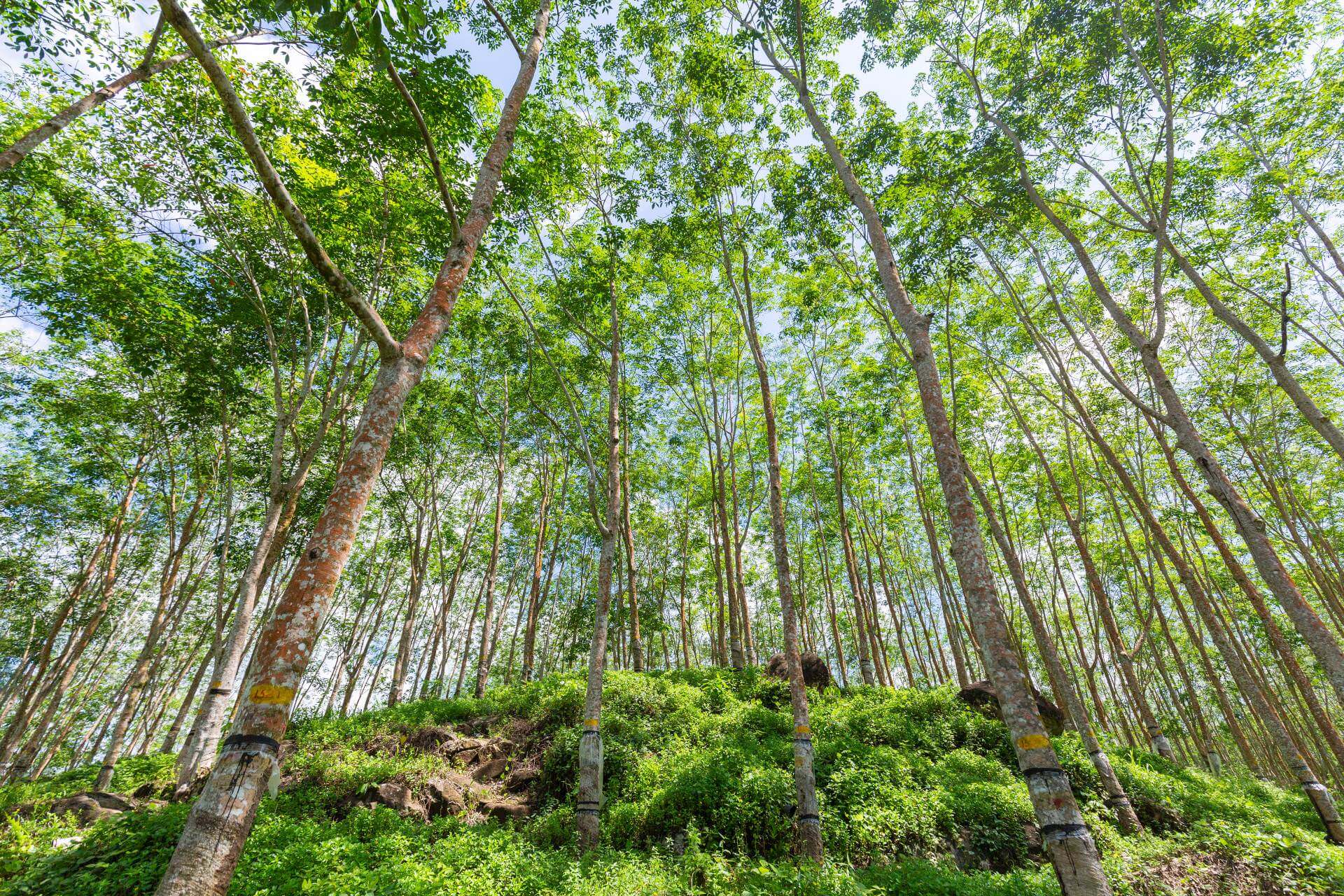 sri Lanka forest