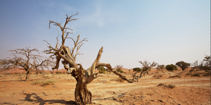 Namibian Desert