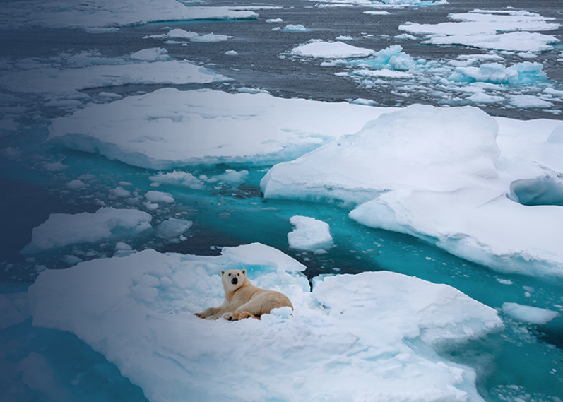 Polar Bear on ice
