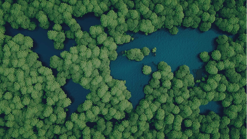 Aerial view of a dense green forest canopy surrounding dark blue lakes or waterways that wind through the trees.