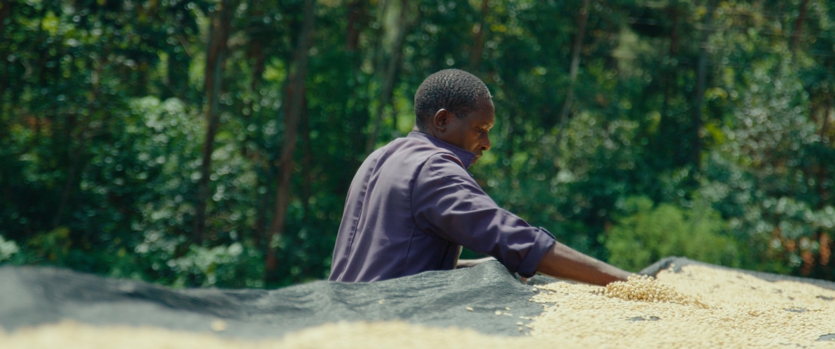 Man handling grains
