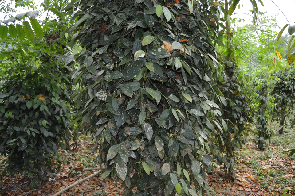 Green plant