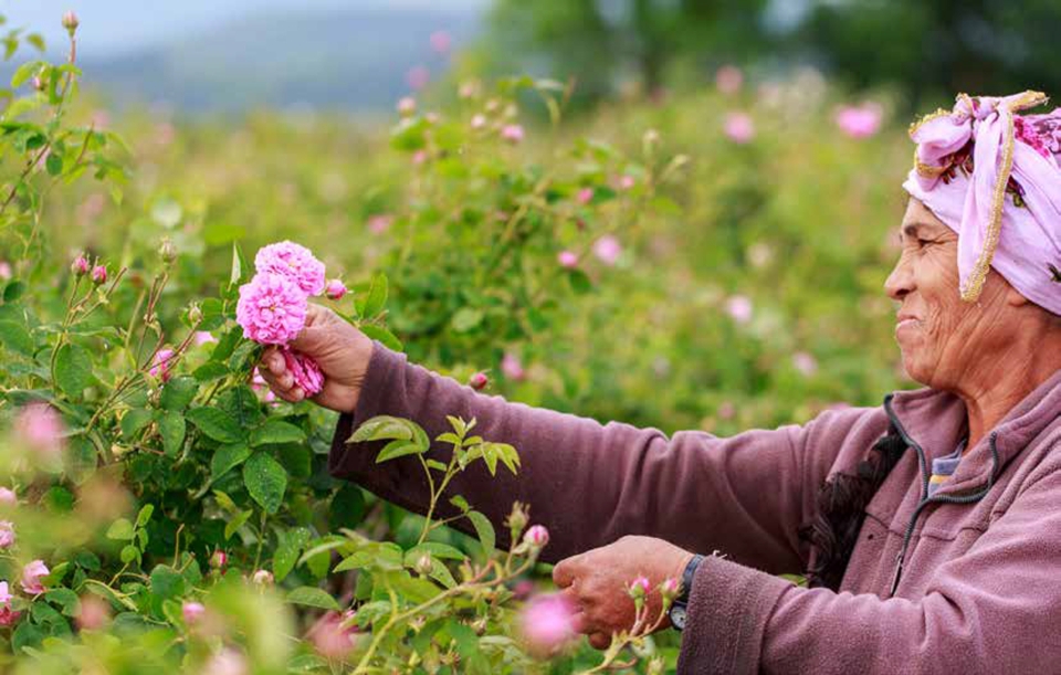 Woman picking flowers
