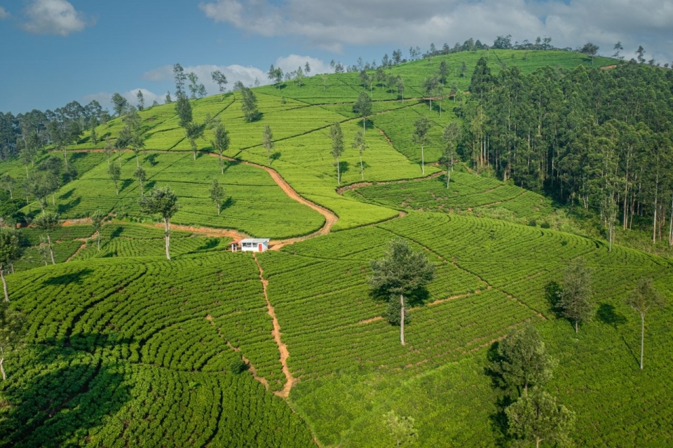 Plantation of tea