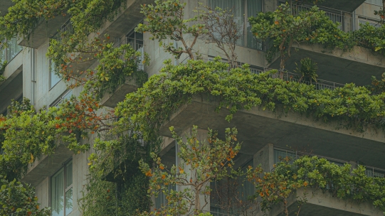 Building covered with overgrown trees and plants