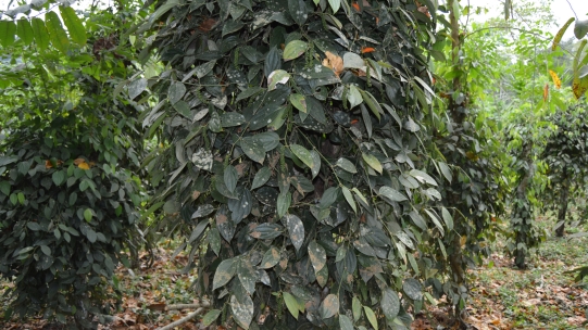 Green plant
